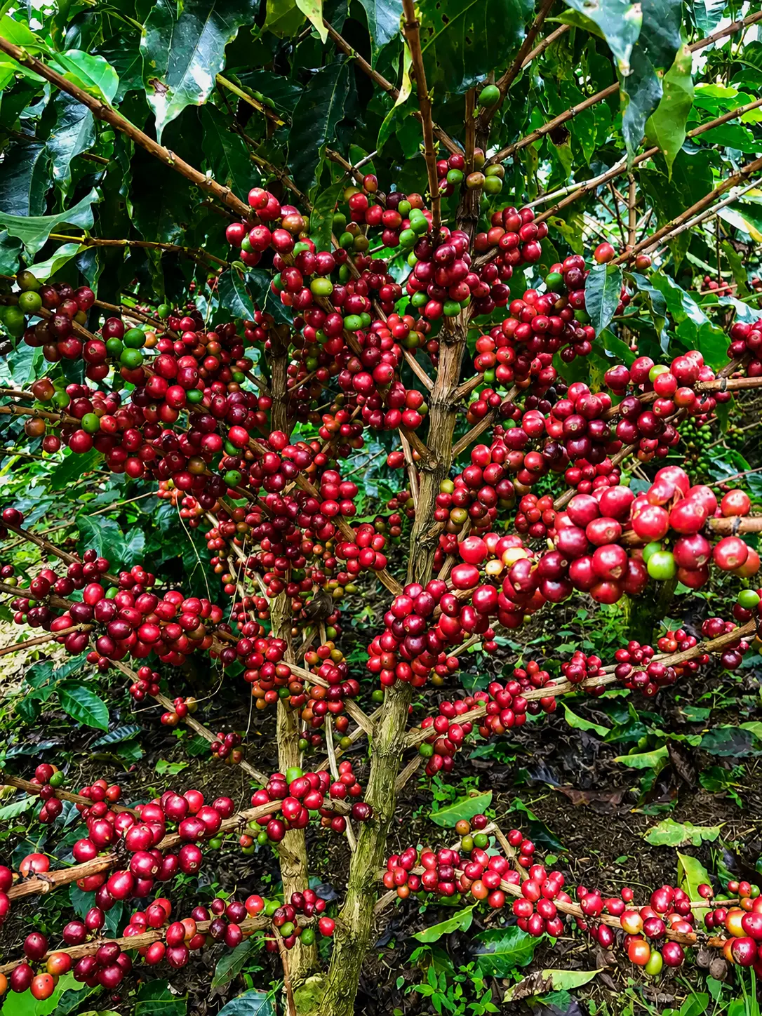 Cerezas rojas maduras fotografiadas durante la cosecha en la finca